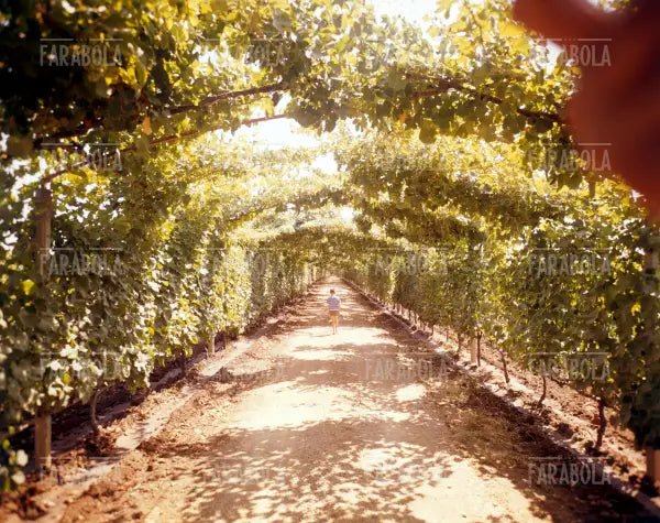Vigneto, Lazio, anni 60