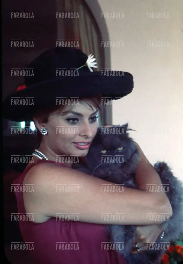 Sophia Loren con un gatto, Cannes, 1962