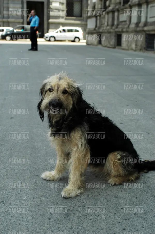 La cagnolina Mina, campagna contro l'abbandono degli animali, Milano, 2003