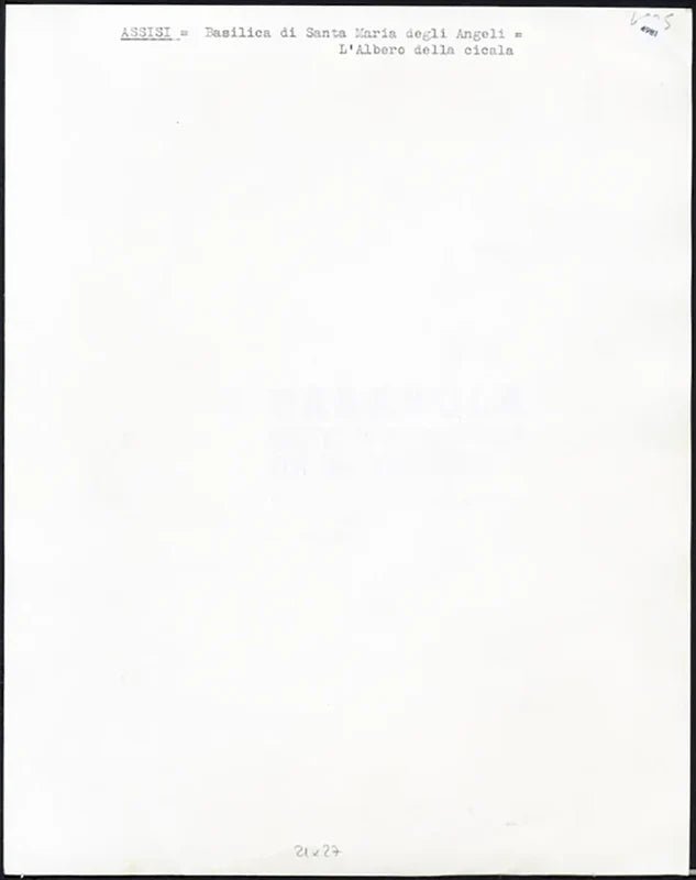 Assisi Albero della cicala anni 60 Ft 4981 - Stampa 21x27 cm - Farabola Stampa ai sali d'argento
