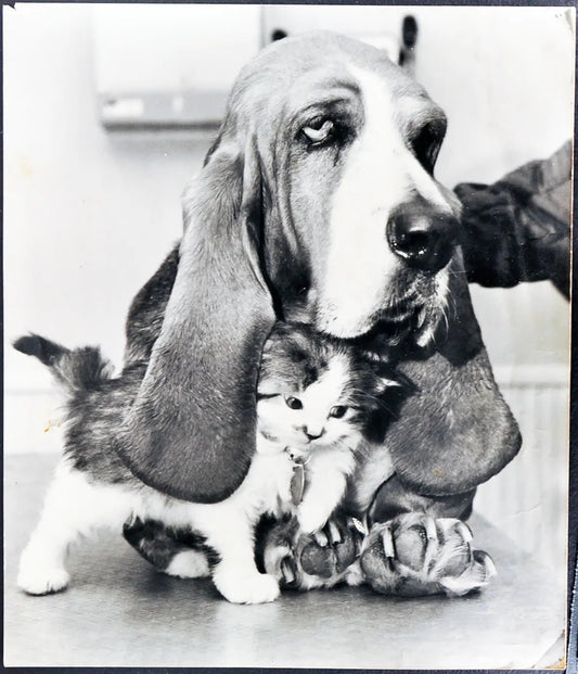 Basset-hound e gattino Ft 35412 - Stampa 30x30 cm - Farabola Stampa ai sali d'argento