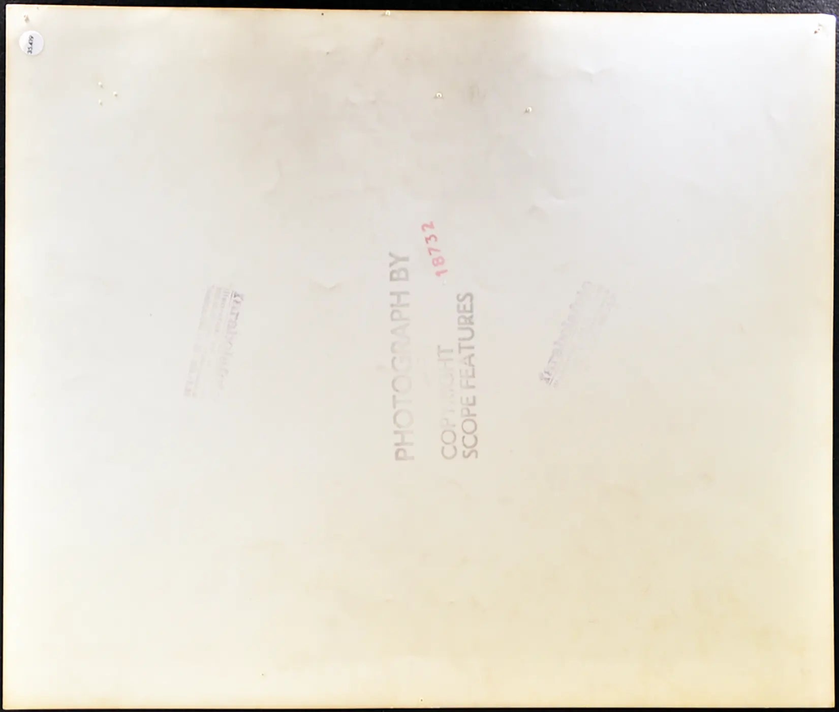 Basset-hound e gattino Ft 35419 - Stampa 30x34 cm - Farabola Stampa ai sali d'argento