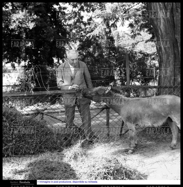 Carlo Emilio Gadda allo zoo, Roma, 1960 - Farabola Immagine digitale