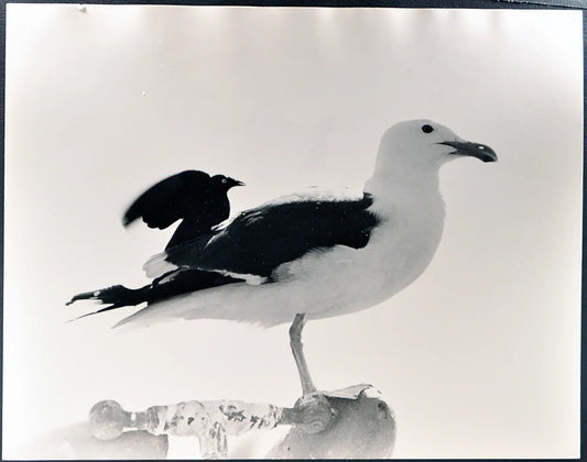 Gabbiano e corvo Ft 35409 - Stampa 30x34 cm - Farabola Stampa ai sali d'argento