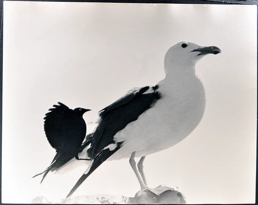Gabbiano e corvo Ft 35410 - Stampa 30x34 cm - Farabola Stampa ai sali d'argento