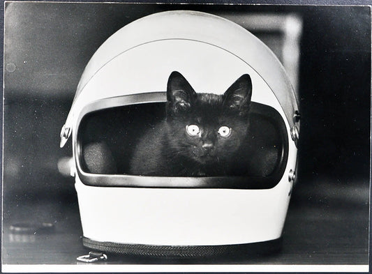 Gatto nero dentro a un casco Ft 35417 - Stampa 27x37 cm - Farabola Stampa ai sali d'argento