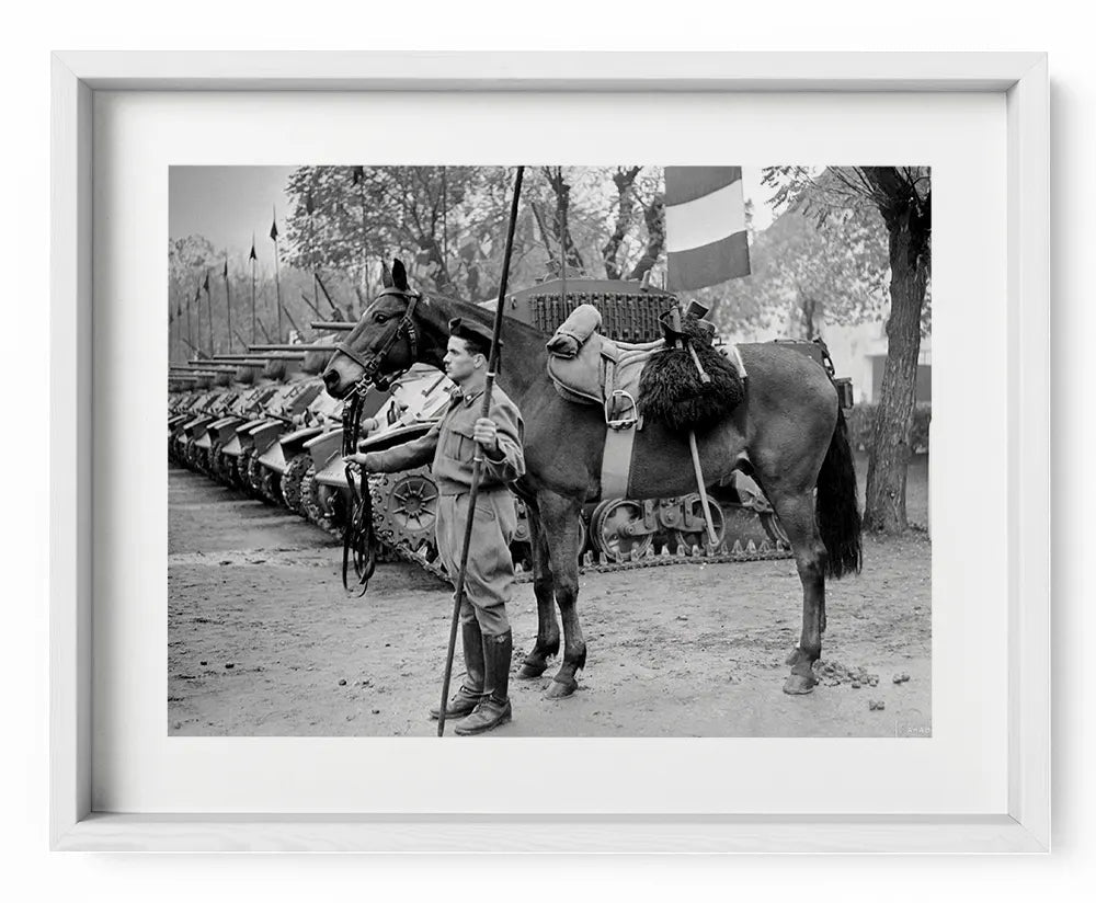 Il cavallo Albino del reggimento Gorizia, 1950 - Farabola Fotografia