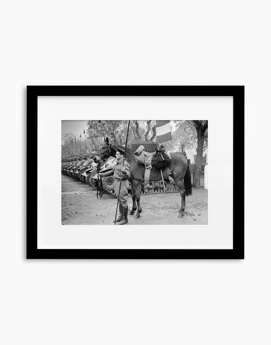 Il cavallo Albino del reggimento Gorizia, 1950 — stampa fine art con cornice nera