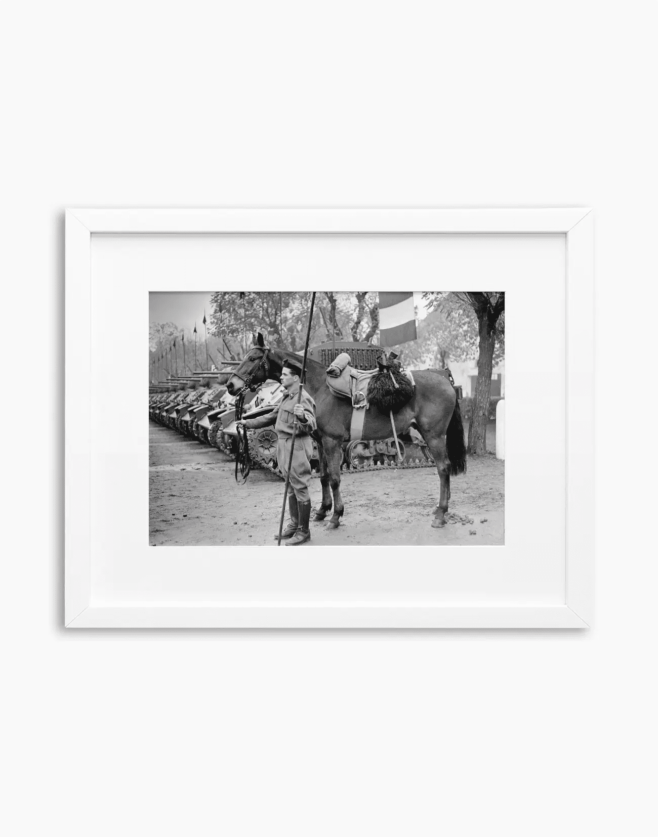 Il cavallo Albino del reggimento Gorizia, 1950 - Farabola WhiteWall App Product
