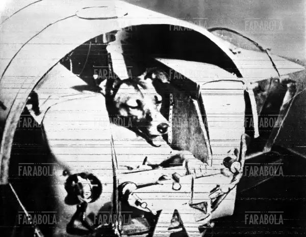 La cagnetta Laika sullo Sputnik II, 1957 - Farabola Immagine digitale
