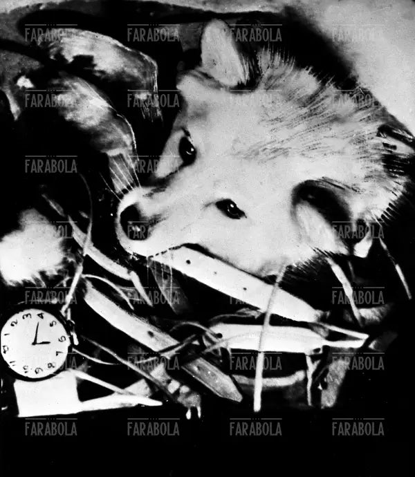 La cagnetta Laika sullo Sputnik II, 1957 - Farabola Immagine digitale