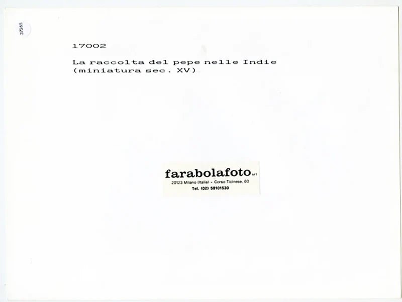 La raccolta del pepe nelle Indie Ft 37265 - Stampa 24x18 cm - Farabola Stampa ai sali d'argento
