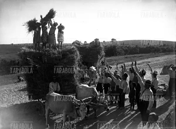 Mietitura nella campagna romana, 1937 - Farabola Immagine digitale