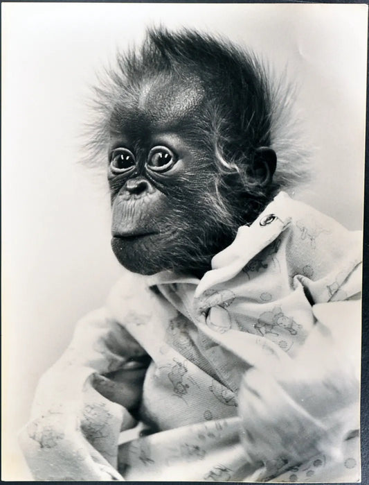 Scimmietta con il pigiama Ft 35407 - Stampa 30x34 cm - Farabola Stampa ai sali d'argento