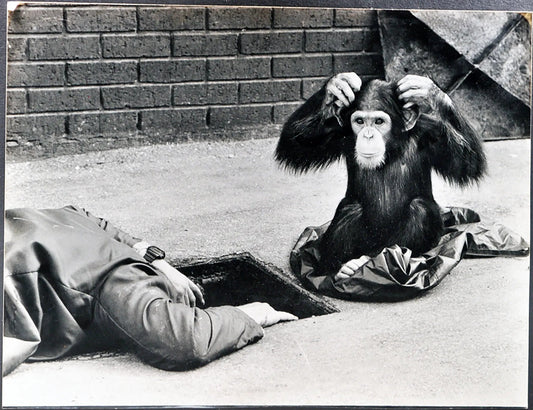 Scimpanzé davanti a tombino Ft 35404 - Stampa 30x34 cm - Farabola Stampa ai sali d'argento