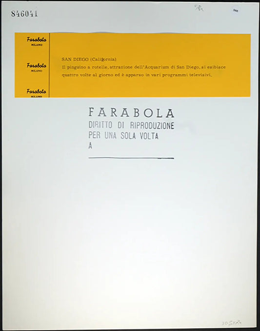 Pinguino a rotelle San Diego Ft 566 - Stampa 30x24 cm - Farabola Stampa ai sali d'argento