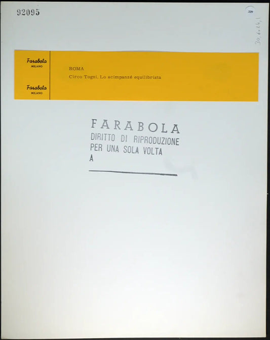 Scimpanzé equilibrista Ft 329 - Stampa 30x24 cm - Farabola Stampa ai sali d'argento