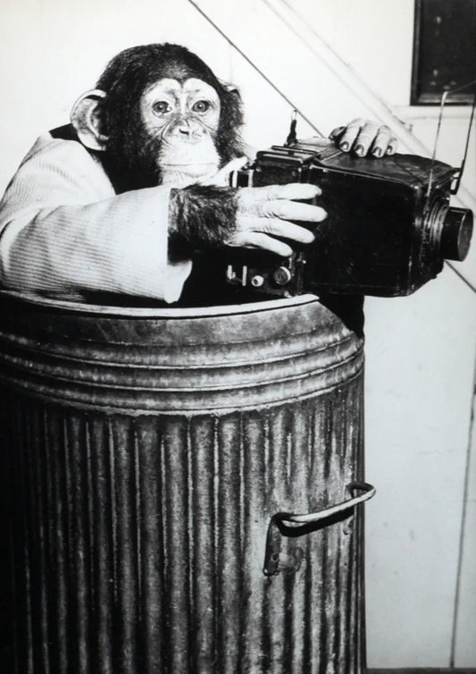 Scimpanzé fotoreporter Ft 213 - Stampa 30x24 cm - Farabola Stampa ai sali d'argento