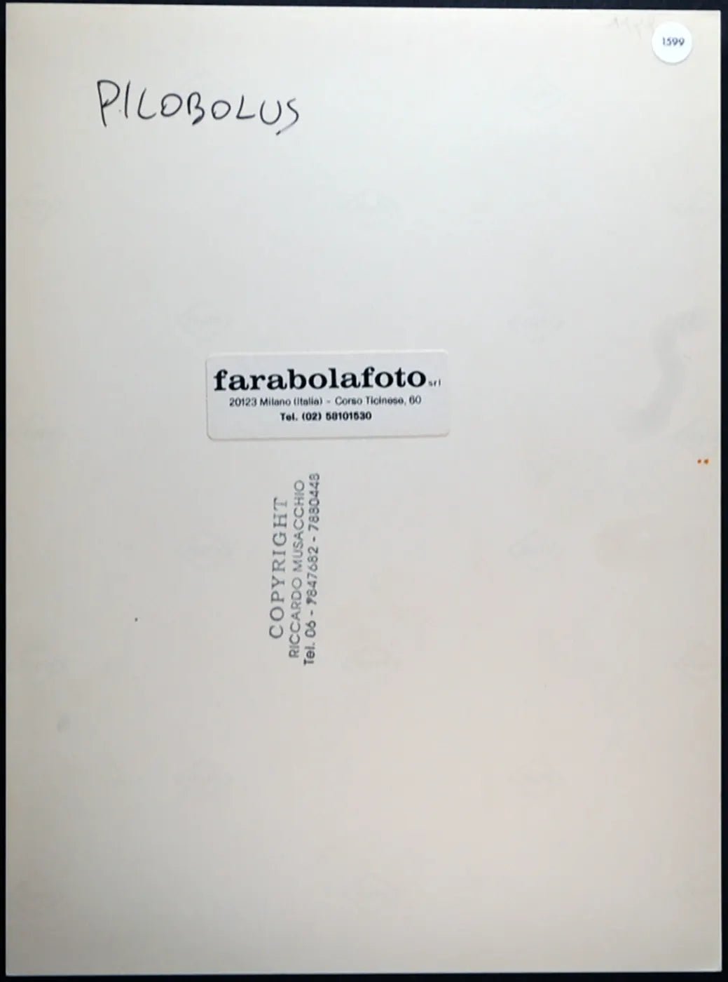 Spettacolo Pilobolus Ft 1595 - Stampa 24x18 cm - Farabola Stampa ai sali d'argento