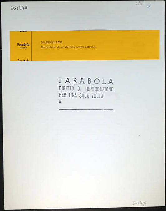 Esibizione delfino ammaestrato anni 60 Ft 688 - Stampa 30x24 cm - Farabola Stampa ai sali d'argento