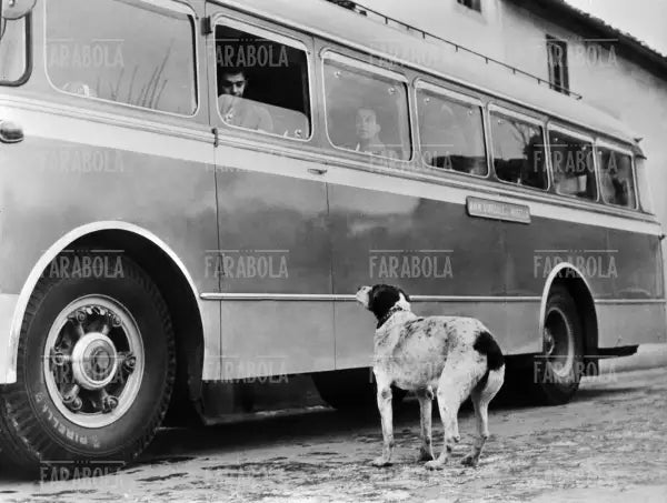 Il cane Fido cerca il suo padrone, Luco del Mugello, 1957