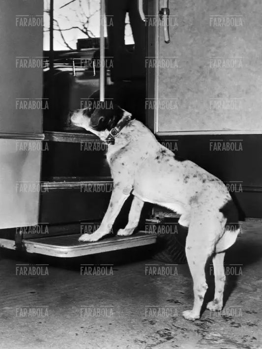 Il cane Fido cerca il suo padrone, Luco del Mugello, 1957