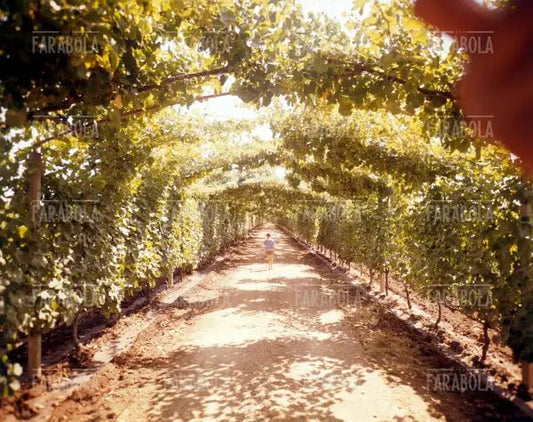 Vigneto, Lazio, anni 60