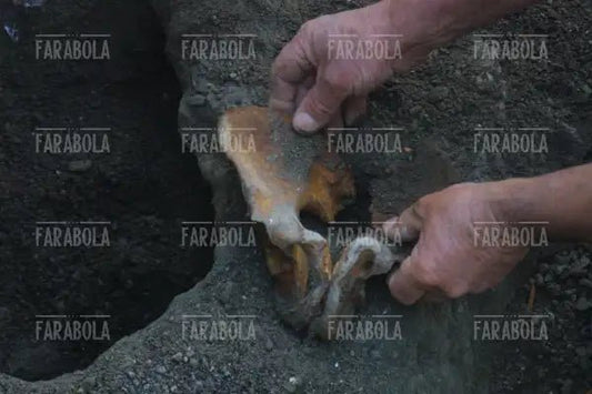 Scheletro di uno schiavo ritrovato negli scavi di Pompei, 1994