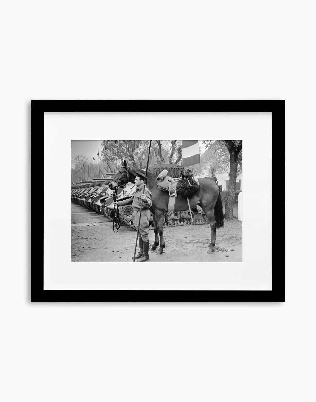 Il cavallo Albino del reggimento Gorizia, 1950
