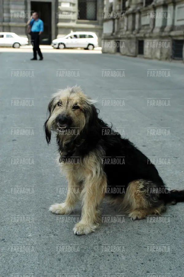 La cagnolina Mina, campagna contro l'abbandono degli animali, Milano, 2003