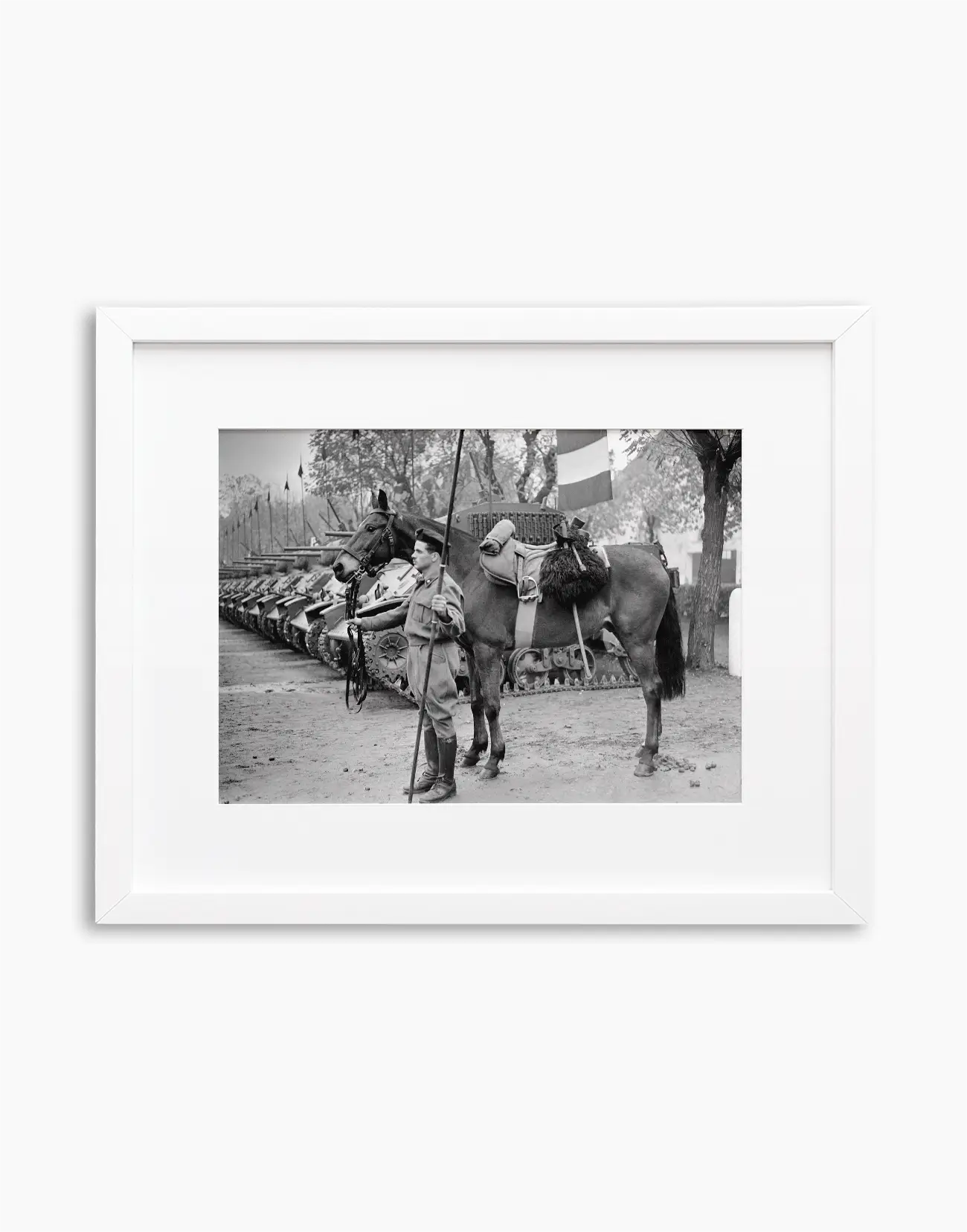 Il cavallo Albino del reggimento Gorizia, 1950