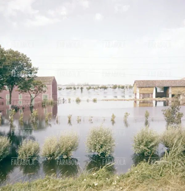 Allagamenti nel Polesine, 1957 - Farabola Immagine digitale