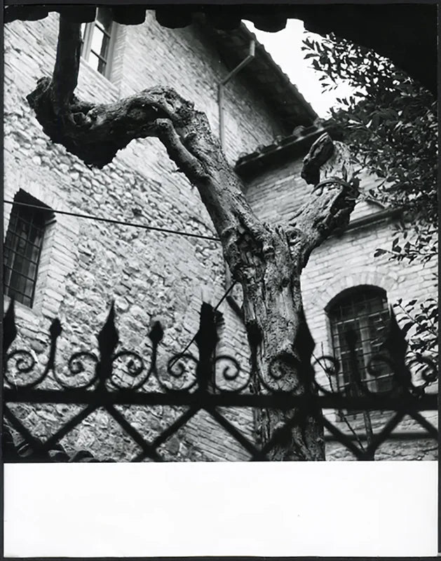 Assisi Albero della cicala anni 60 Ft 4981 - Stampa 21x27 cm - Farabola Stampa ai sali d'argento