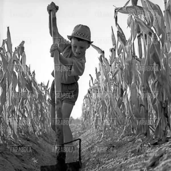 Bambino in campagna, Asti, 1962 - Farabola Immagine digitale