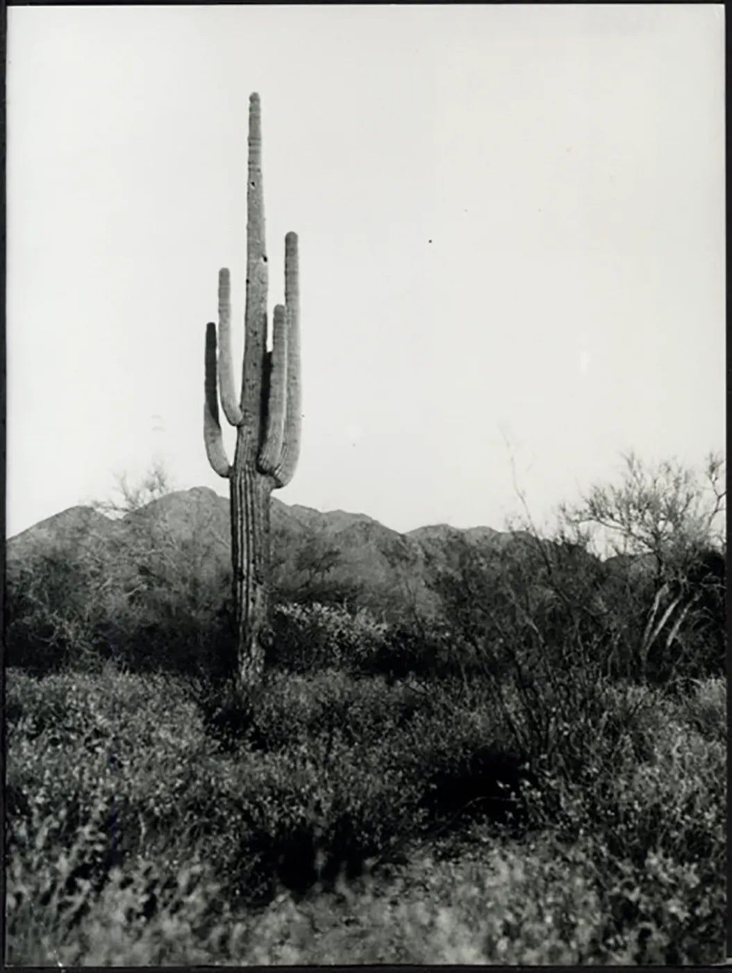 Cactus Saguaro in Arizona anni 80 Ft 37912 - Stampa 24x18 cm - Farabola Stampa ai sali d'argento
