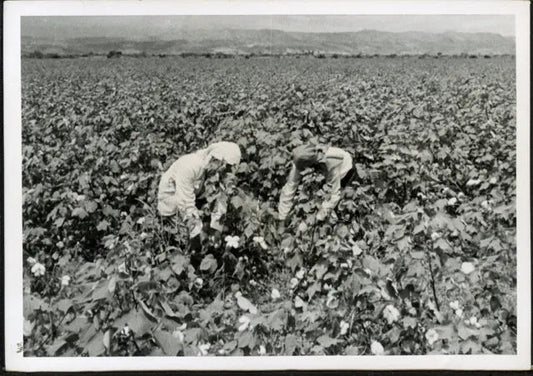 Campi di cotone in Colombia 1957 Ft 4378 - Stampa 18x13 cm - Farabola Stampa ai sali d'argento