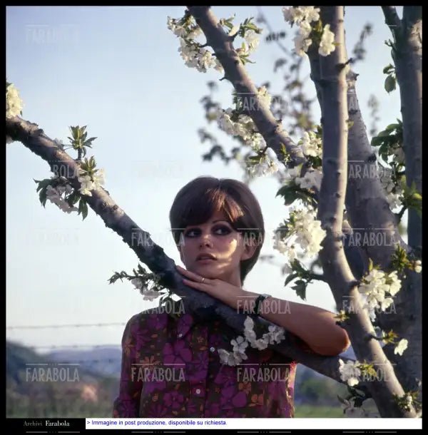 Claudia Cardinale, 1967 - Farabola Immagine digitale