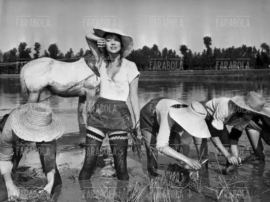 Elsa Martinelli, film La Risaia, 1956 - Farabola Immagine digitale