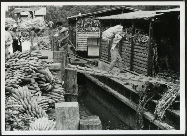 Esportazione banane a Guayaquil 1963 Ft 4375 - Stampa 18x13 cm - Farabola Stampa ai sali d'argento