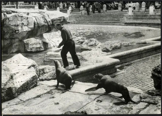 Foche alla Fontana di Trevi Roma 1958 Ft 4435 - Stampa 18x13 cm - Farabola Stampa ai sali d'argento