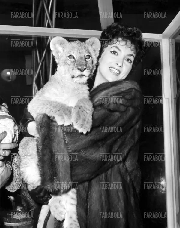 Gina Lollobrigida, Milano, 1956 - Farabola Immagine digitale