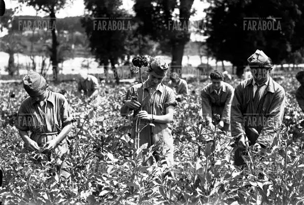 Giovani di una scuola di giardinaggio si esercitano, Roma, 1934 - Farabola Immagine digitale