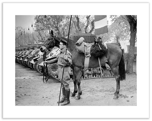 Il cavallo Albino del reggimento Gorizia, 1950 - Farabola Fotografia