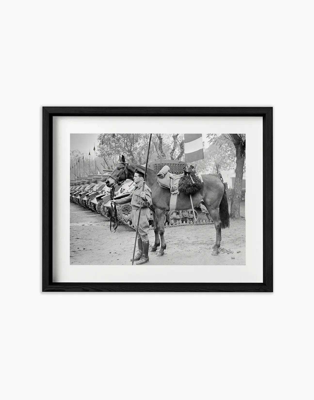 Il cavallo Albino del reggimento Gorizia, 1950 - Farabola Fotografia