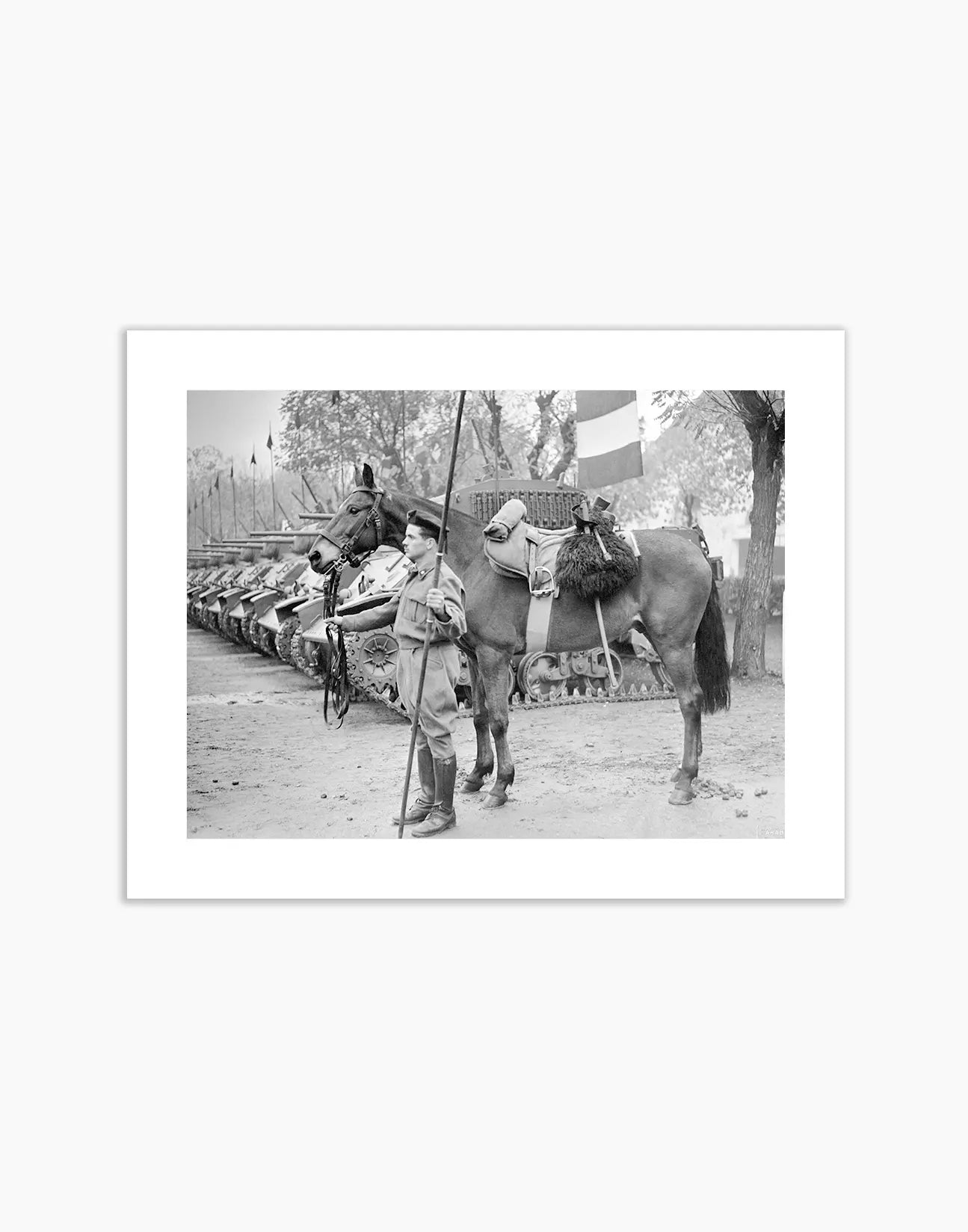 Il cavallo Albino del reggimento Gorizia, 1950 - Farabola Fotografia