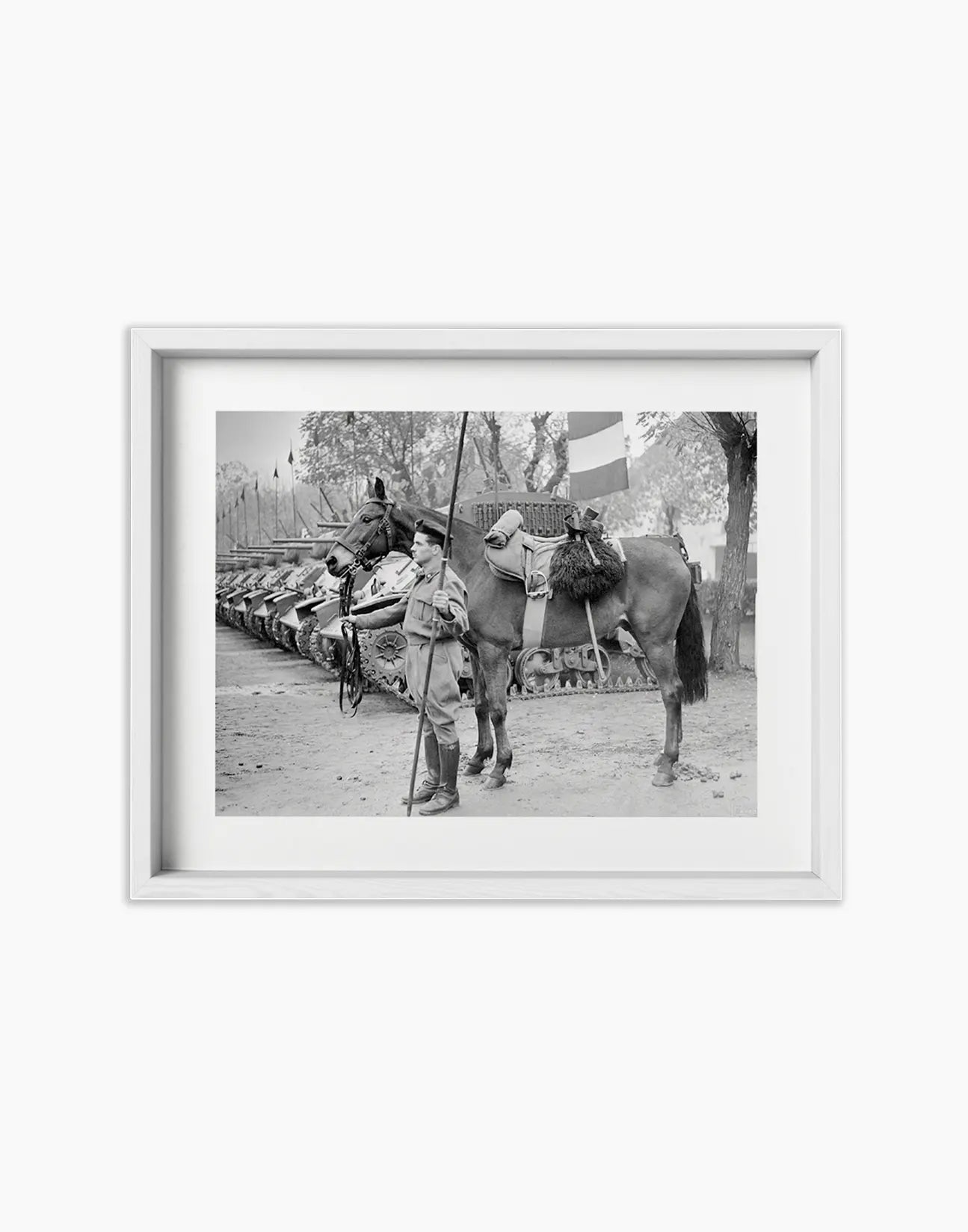 Il cavallo Albino del reggimento Gorizia, 1950 - Farabola Fotografia