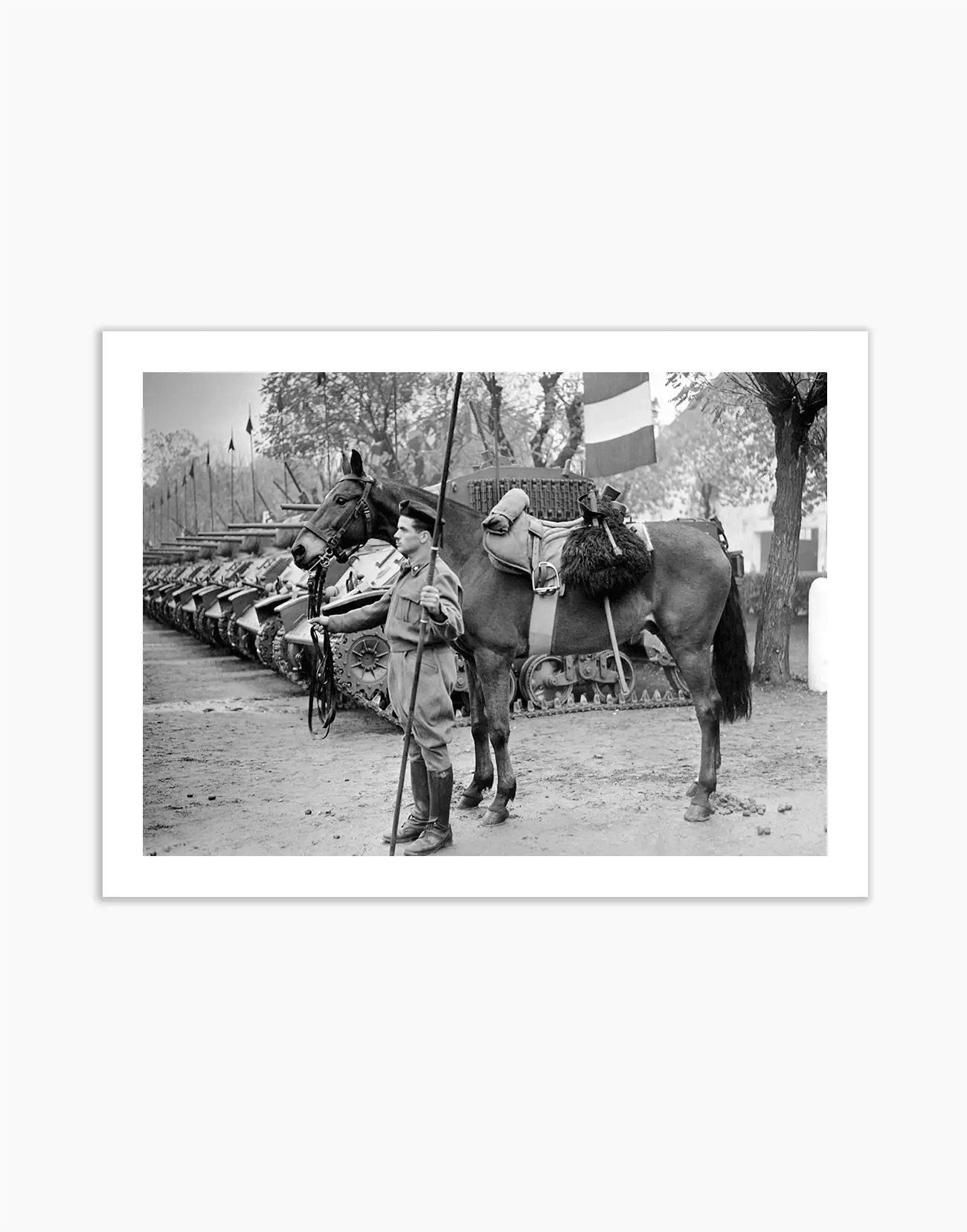 Il cavallo Albino del reggimento Gorizia, 1950 - Farabola WhiteWall App Product