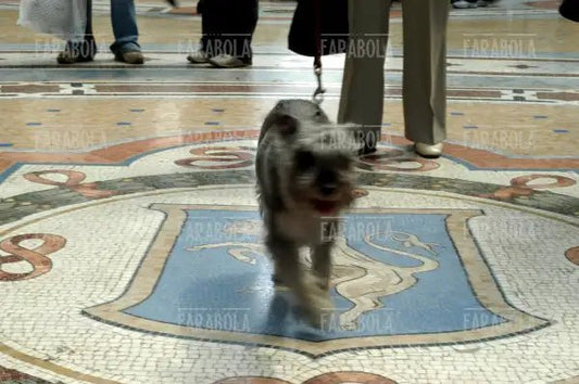Il Toro restaurato in Galleria Vittorio Emanuele II, Milano, 2003 - Farabola Immagine digitale