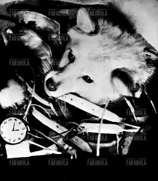 La cagnetta Laika sullo Sputnik II, 1957 - Farabola Immagine digitale