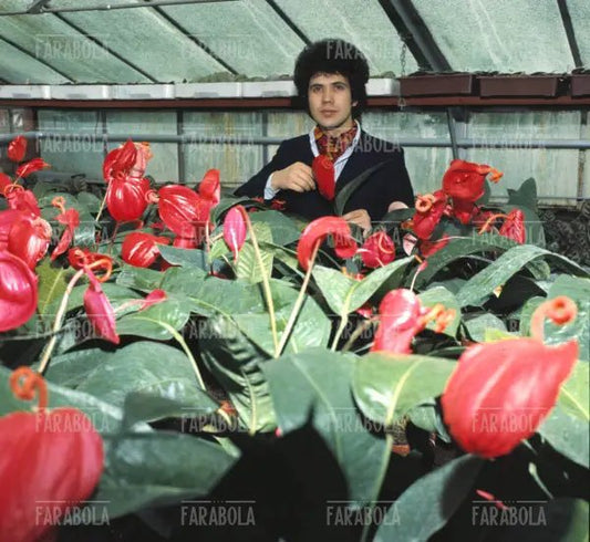 Lucio Battisti, anni 60 - Farabola Immagine digitale